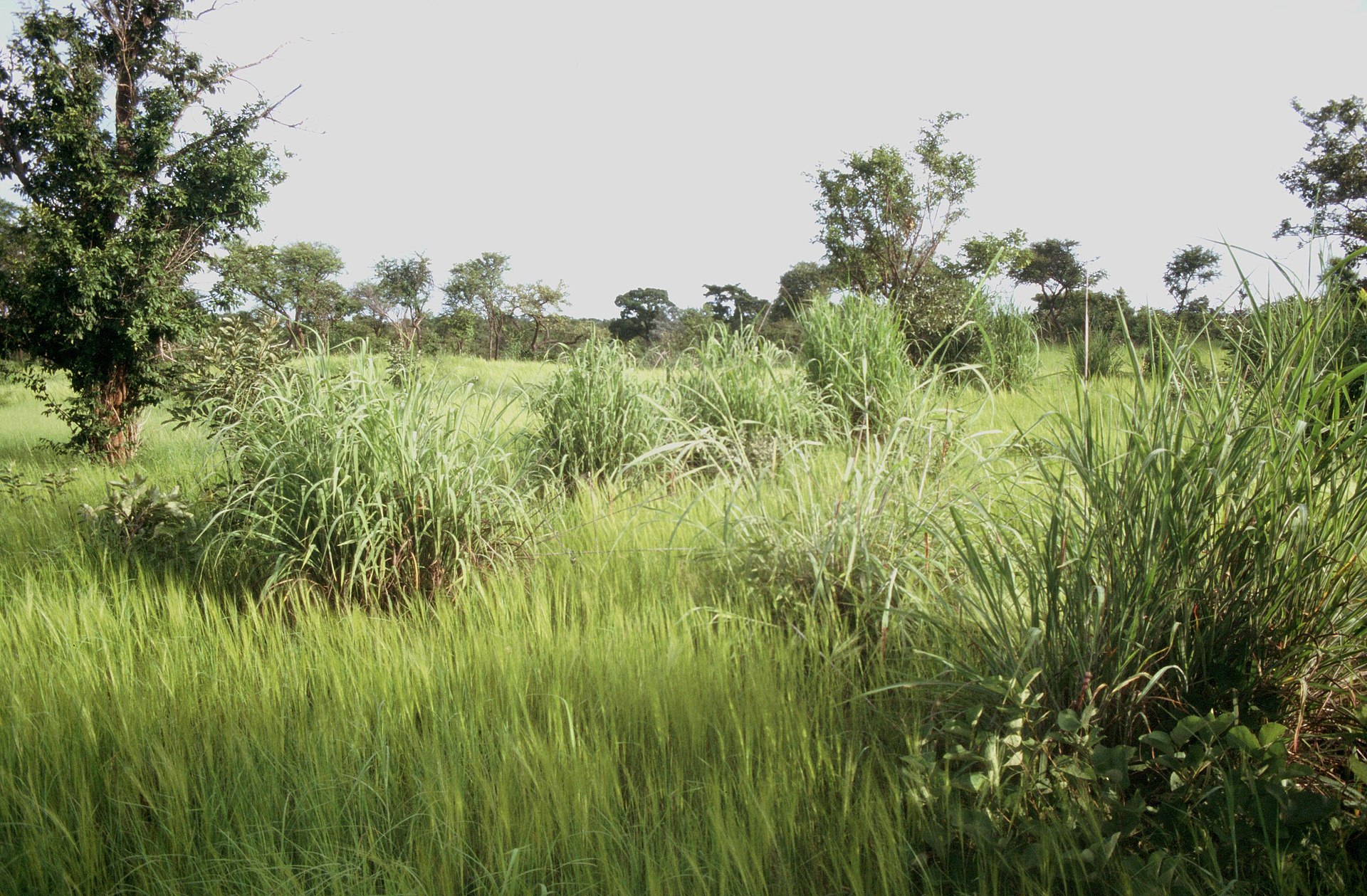 Sudan Savanna